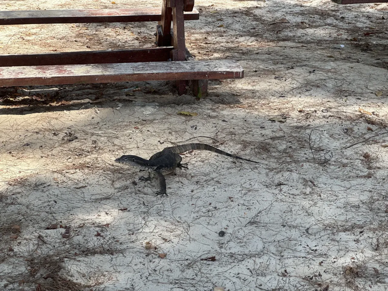 マヌカン島の砂地を歩くオオトカゲ